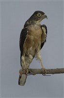 藏品(赤腹鷹)的圖片